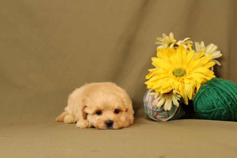 puppy, for, sale, Maltipoo, Matthew B. Stoltzfus, dog, breeder, Gap, PA, dog-breeder, puppy-for-sale, forsale, nearby, find, puppyfind, locator, puppylocator, aca